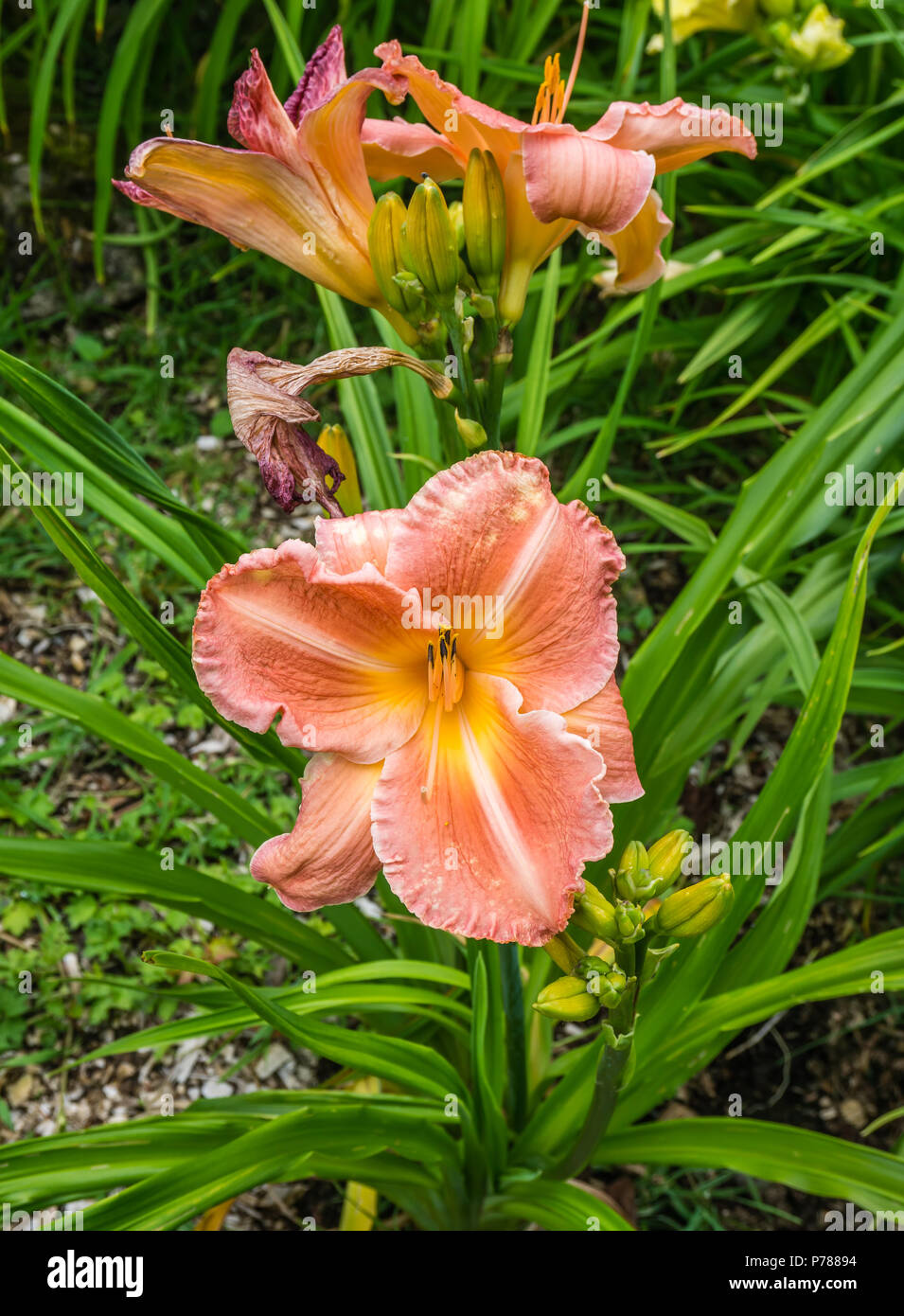 Orange daylily flower hires stock photography and images Alamy