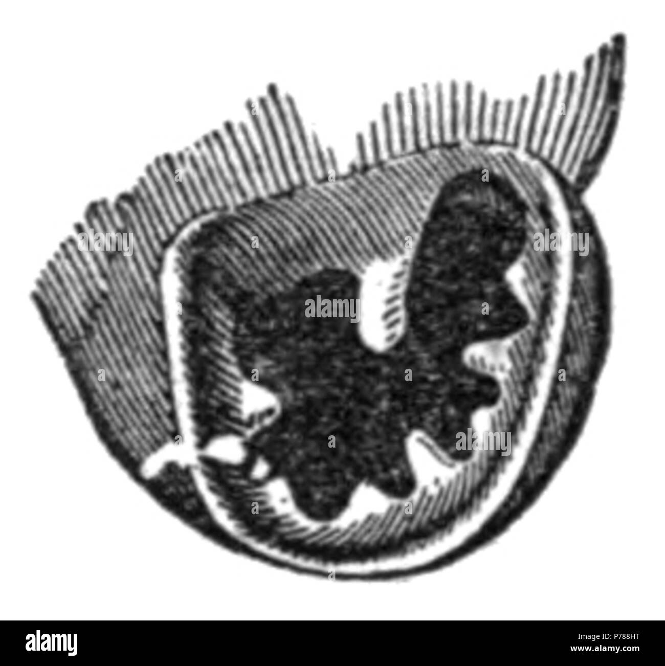 English: drawing of the aperture of the shell of Gastrocopta pentodon . 1905 33 Gastrocopta pentodon aperture Stock Photo