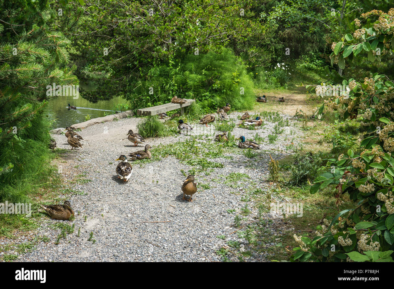 It is nap time for thsee ducks in Normandy Park, Washington. Stock Photo