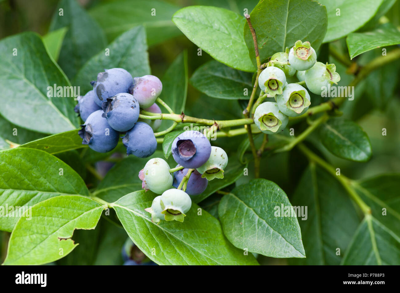 Really Ripe Blueberries Ripe blueberries on the bush ready to pick Stock Photo - Alamy