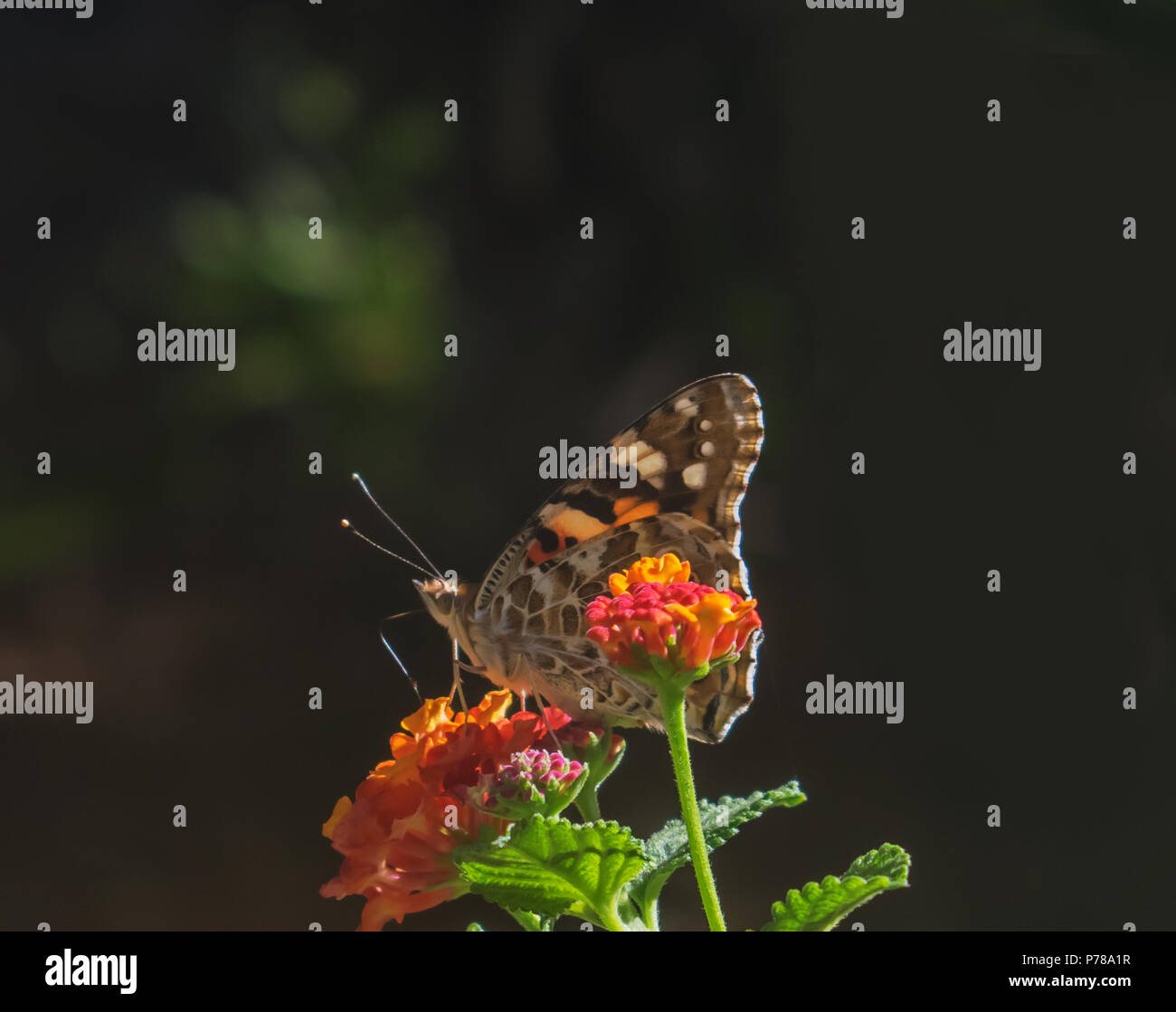 The Monarch Butterfly on a Lantana Flower Stock Photo Alamy