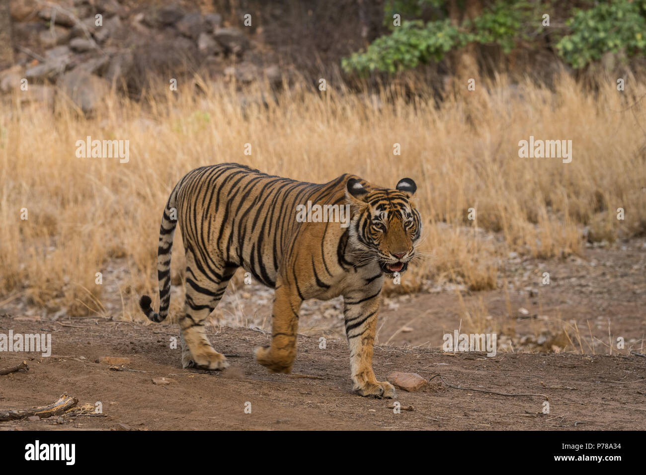 Bold tiger hi-res stock photography and images - Alamy