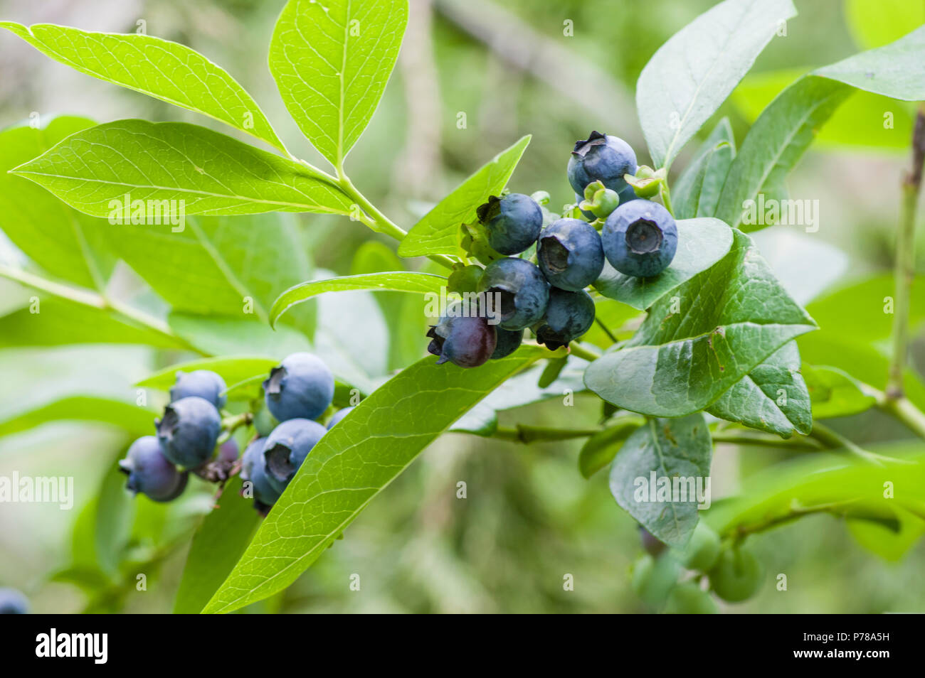 Really Ripe Blueberries Ripe blueberries on the bush ready to pick Stock Photo - Alamy