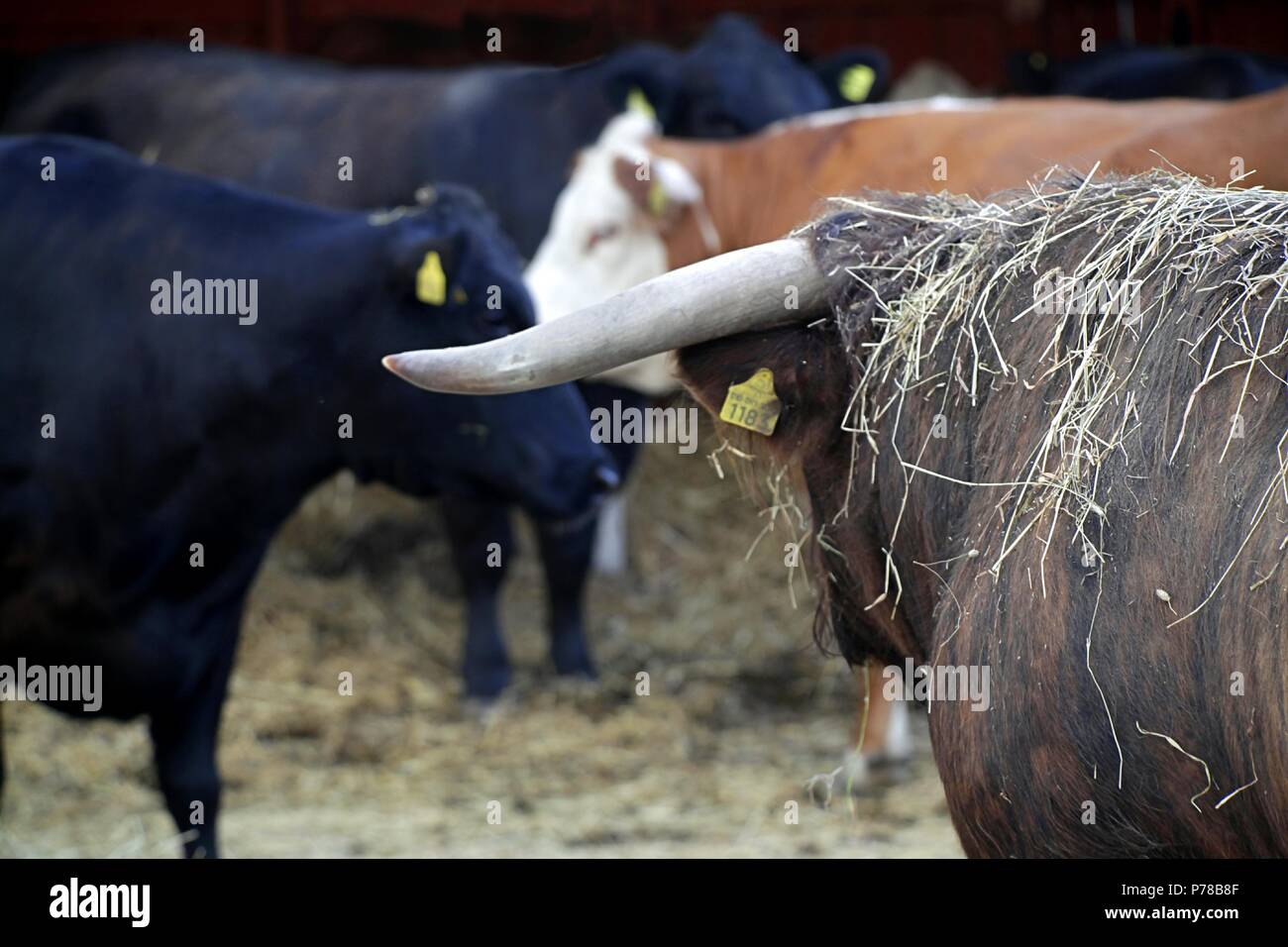 Bull eyeing its harem.  Bull is traditional Scottish breed called Highland cattle. Stock Photo