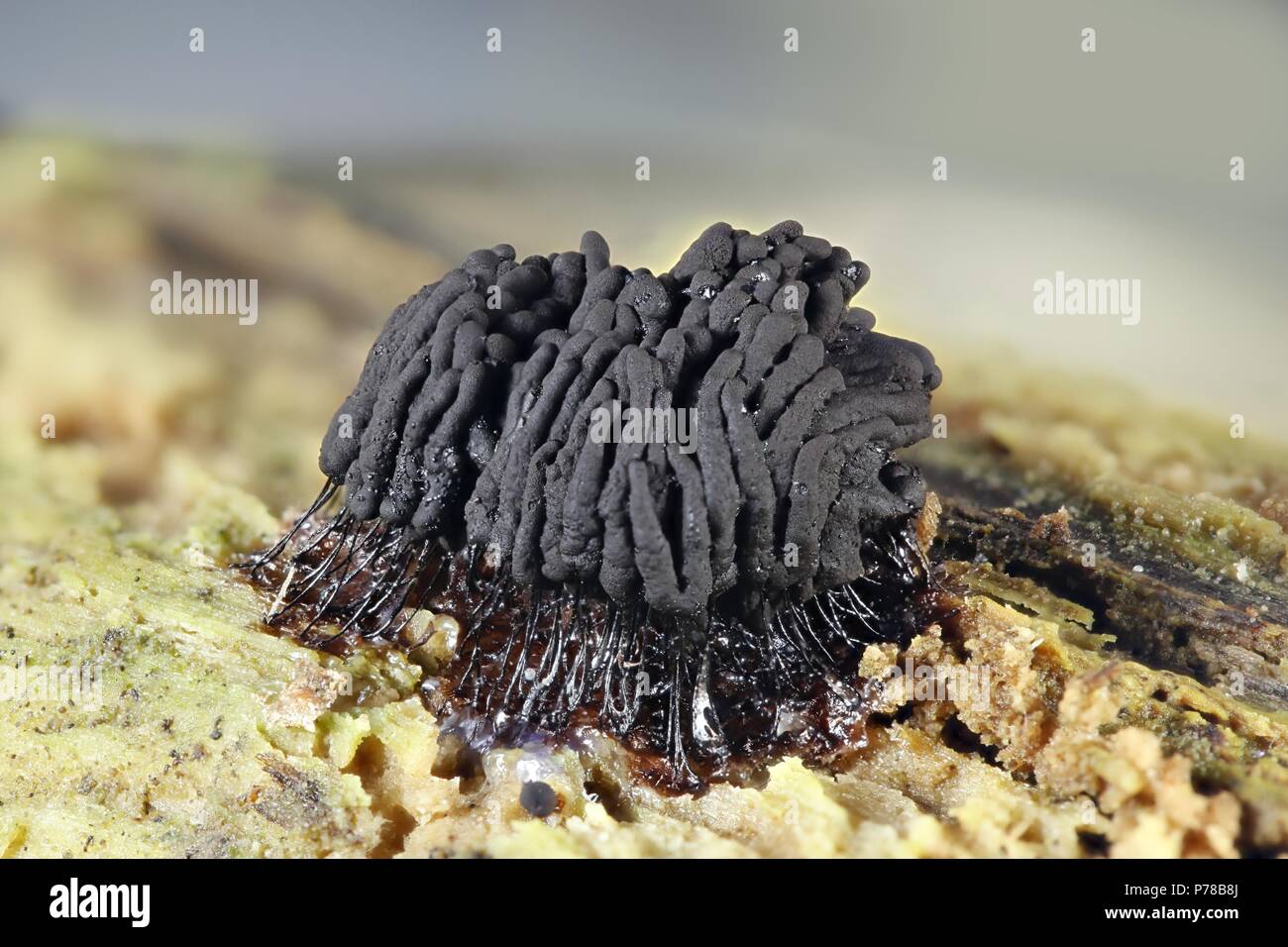 Tube slime mold, Stemonitis fusca Stock Photo