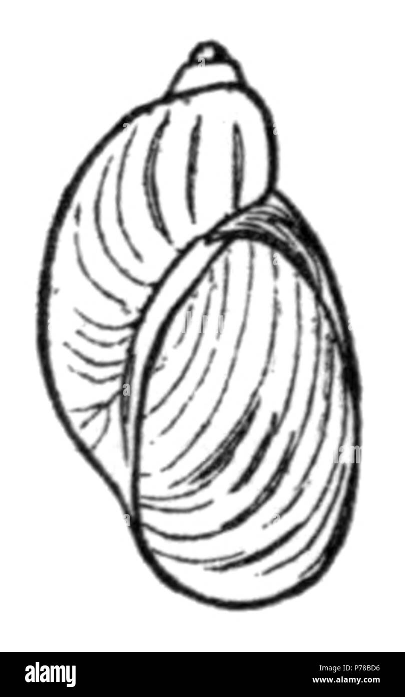 English: drawing of the shell of Novisuccinea ovalis, synonym Succinea ovalis. 1905 48 Novisuccinea ovalis shell Stock Photo