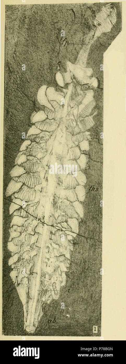 Opabinia regalis Walcott, 1912 Dorsal view of a male specimen, flattened in the shale, showing fp = frontal appendage, e = eye, ths = thoracic somites, i = intestine, ab = abdominal segment. U. S. National Museum, Catalogue No. 57684. 1912 49 Opabinia regalis - Walcott Cambrian Geology and Paleontology II plate 28 Stock Photo