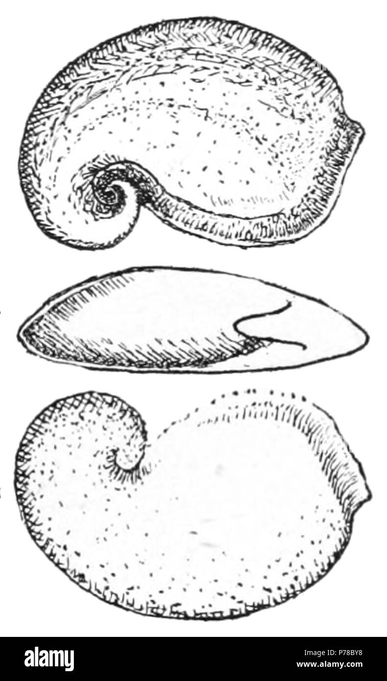 English: Drawing of the apical, apertural and basal view of the fossil of Pelagiella atlantoides - synonym: Cyrtolithes atlantoides. 1895 50 Pelagiella atlantoides Stock Photo