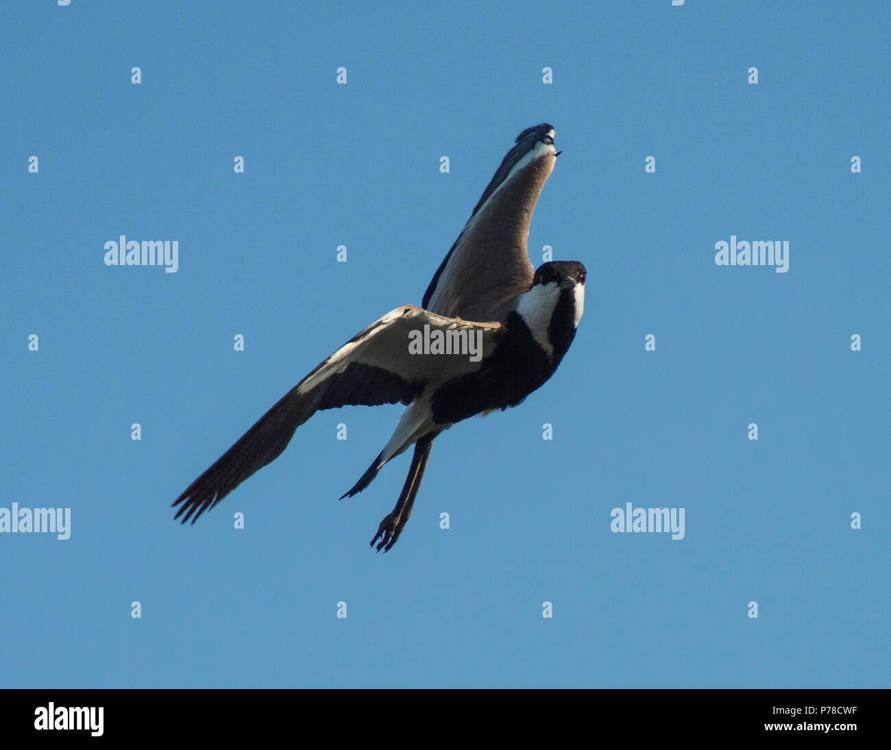 Spur-winged lapwing plover Vanellus spinosus wild bird in flight Stock Photo