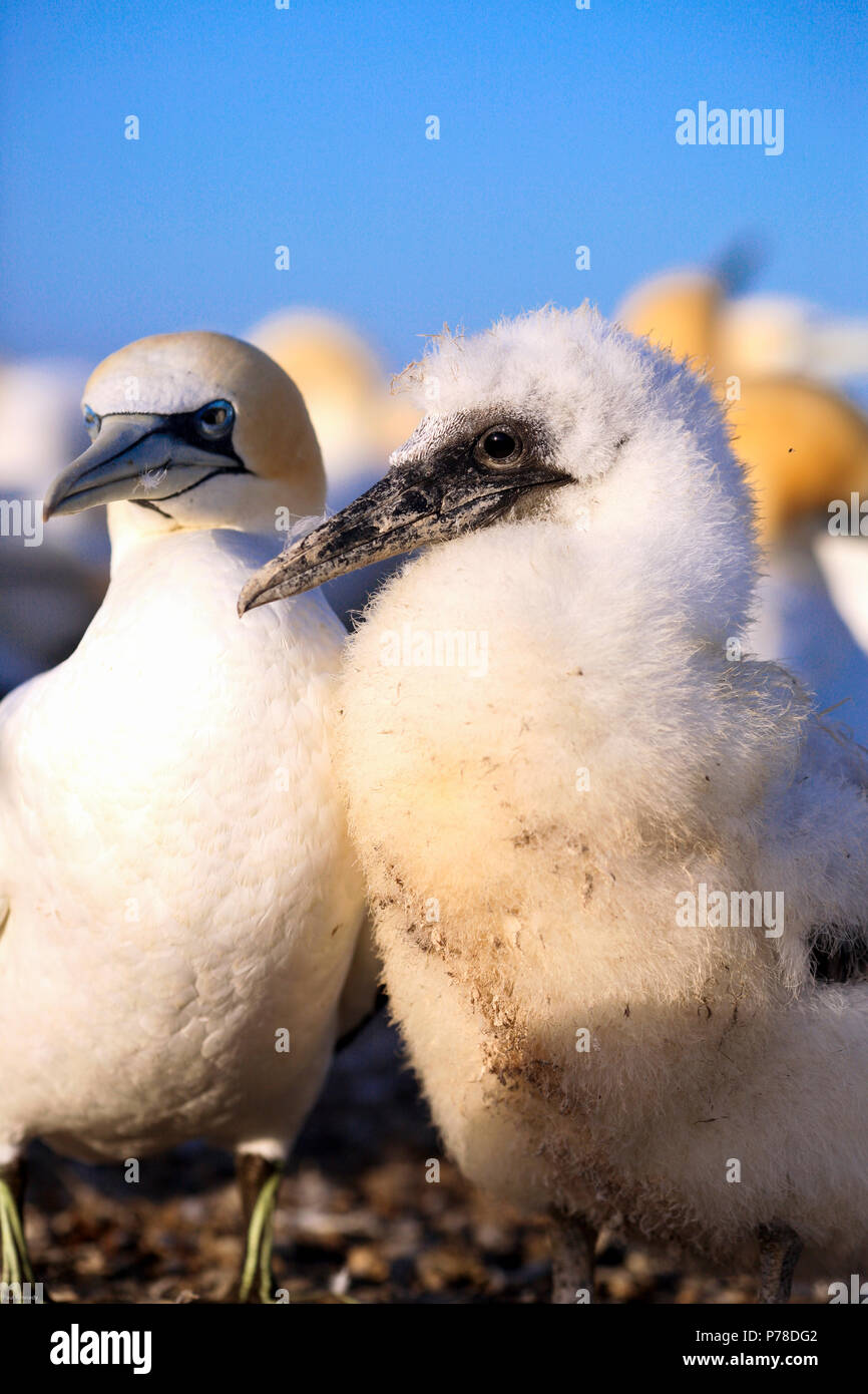 Gannet colony at Cape Kidnappers, New Zealand Stock Photo