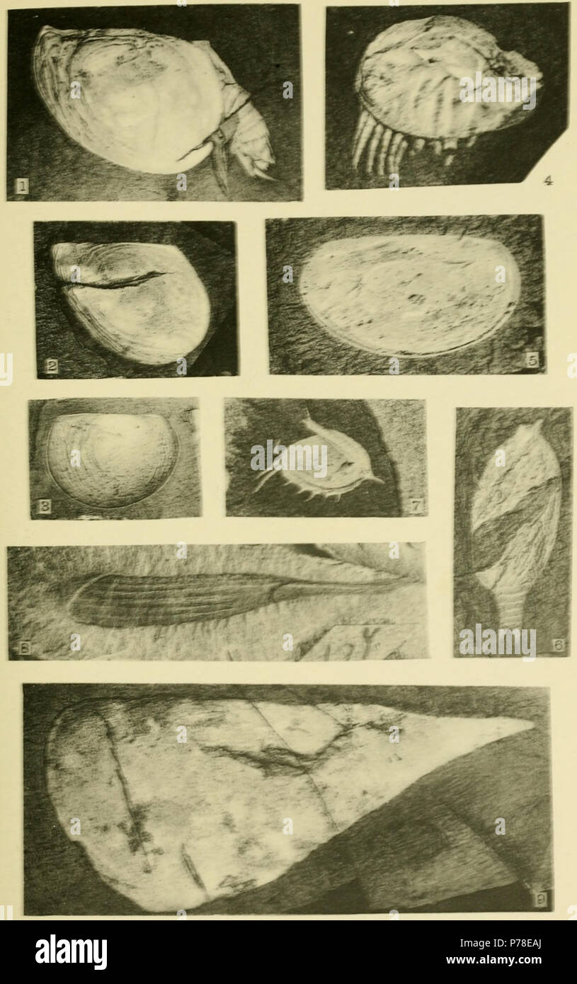 Plate 31: Middle Cambrian Crustaceans (Hymenocaris, Fieldia, and Hurdia) 1. Hymenocaris obliqua Walcott = 2. Hymenocaris obliqua Walcott = 3. Hymenocaris obliqua Walcott = 4. Hymenocaris  circularis Walcott = 5. Hymenocaris ovalis Walcott = 6. Hymenocaris ovalis Walcott = 7. Hymenocaris  parva Walcott = Tuzoia  parva (Walcott, 1912) 8. Fieldia lanceolata Walcott = 9. Hurdia victoria Walcott = Hurdia victoria Walcott, 1912 . 1912 65 Walcott Cambrian Geology and Paleontology II plate 32 Stock Photo