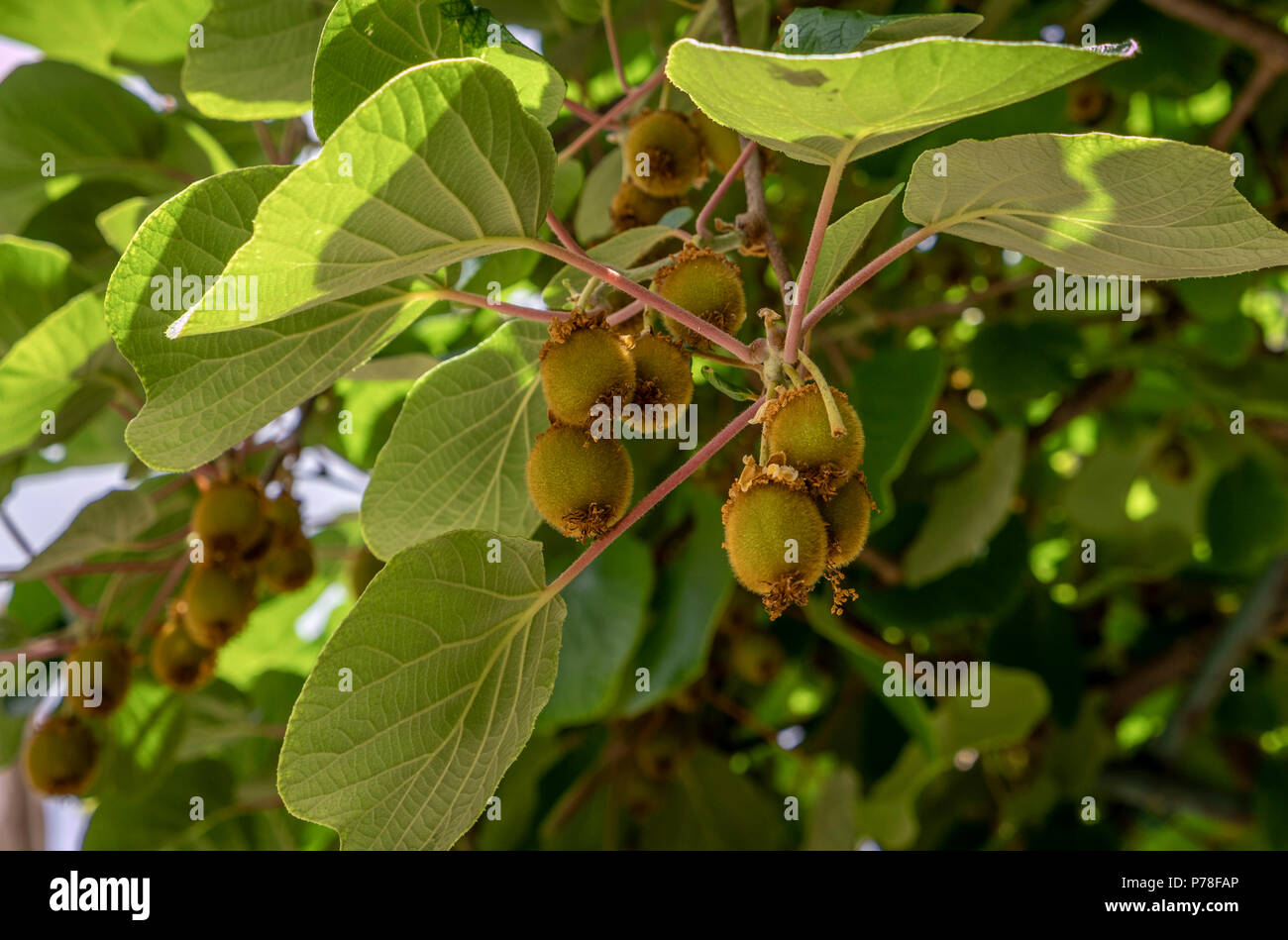 Kiwi Fruit or Chinese Gooseberry (Actinidia deliciosa), on the bush, Groznjan, Istria, Croatia, Europe Stock Photo