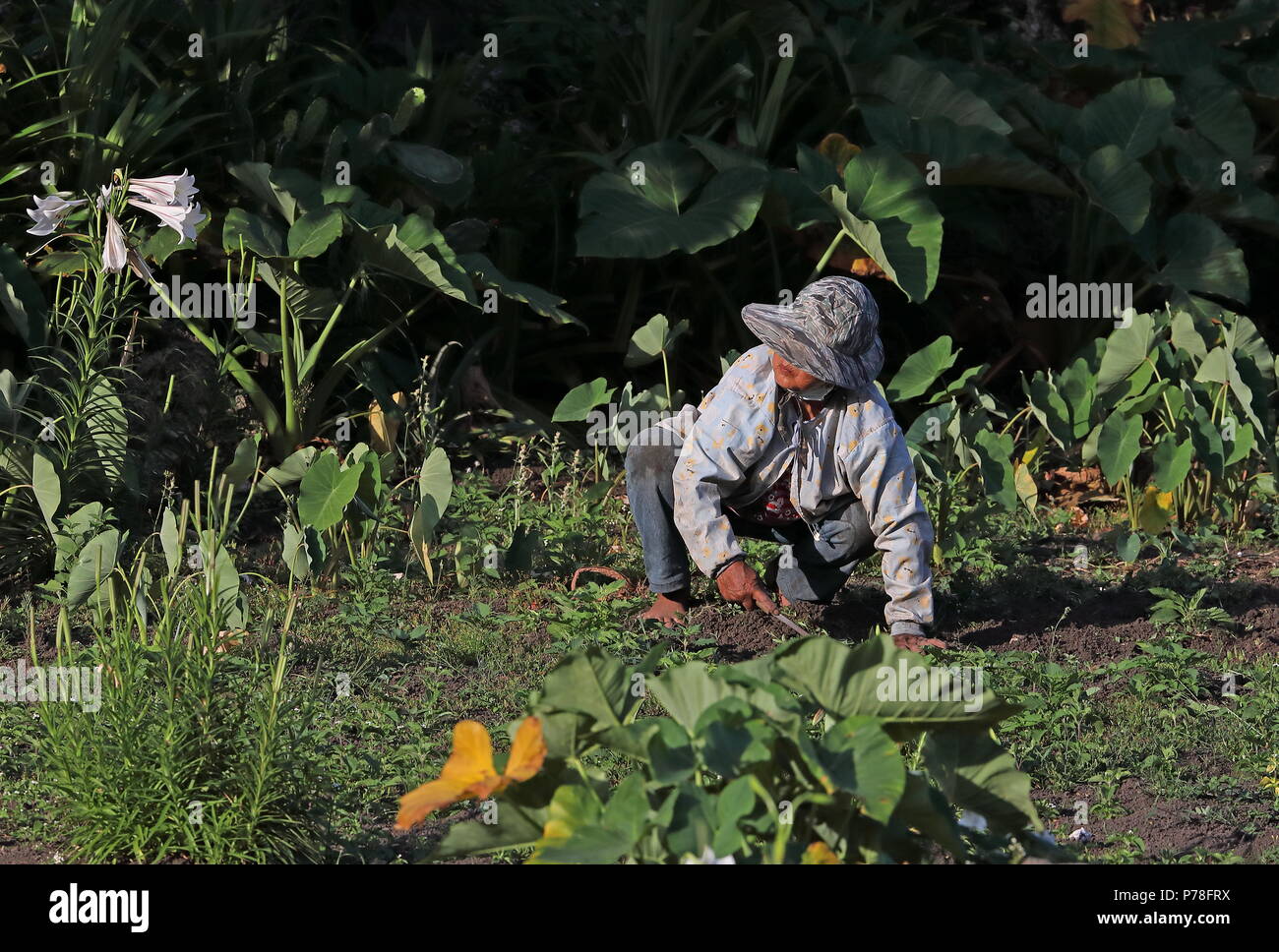 lady gardening in vegetable patch  Taiwan             April Stock Photo