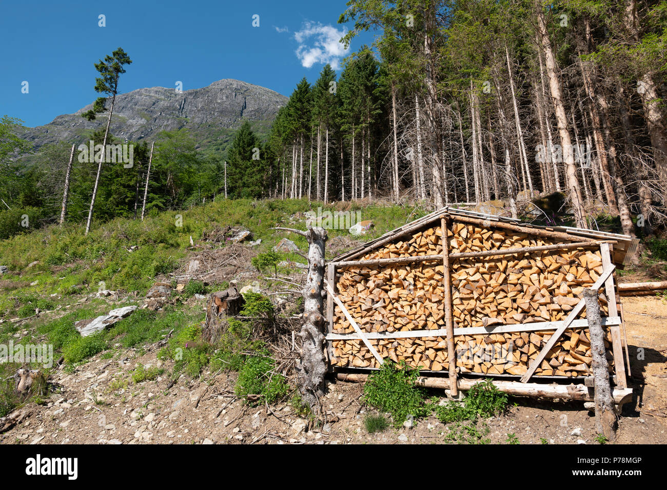 Forest products, Norway Stock Photo