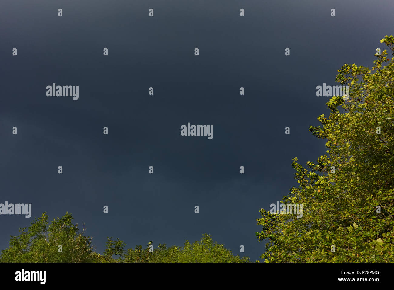Illuminated trees with a grey sky behind Stock Photo