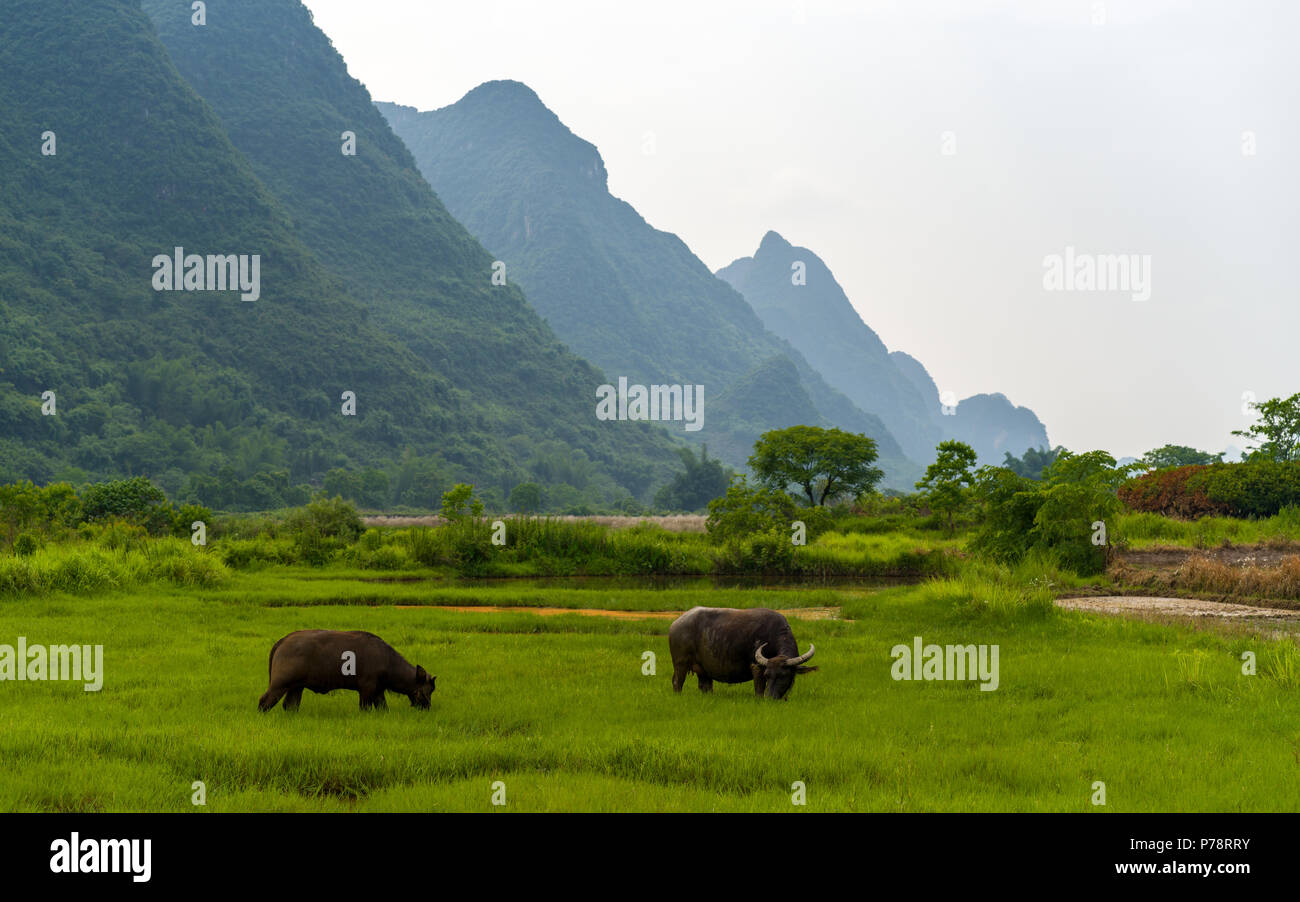 Water Buffalo in front of karst mountain range near Yulong River, China Stock Photo