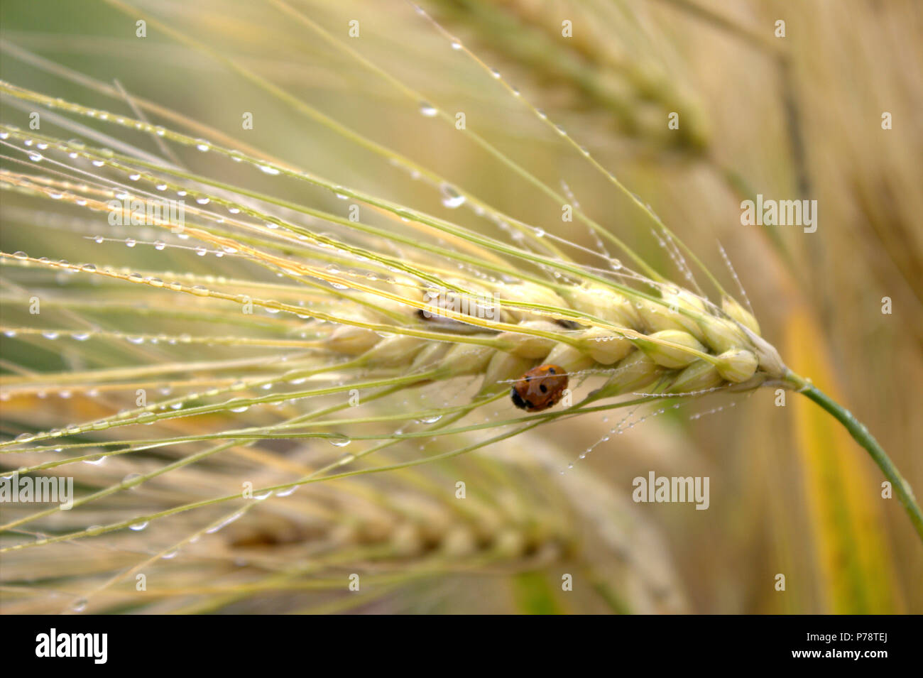 golden wheat head with ladybird Stock Photo
