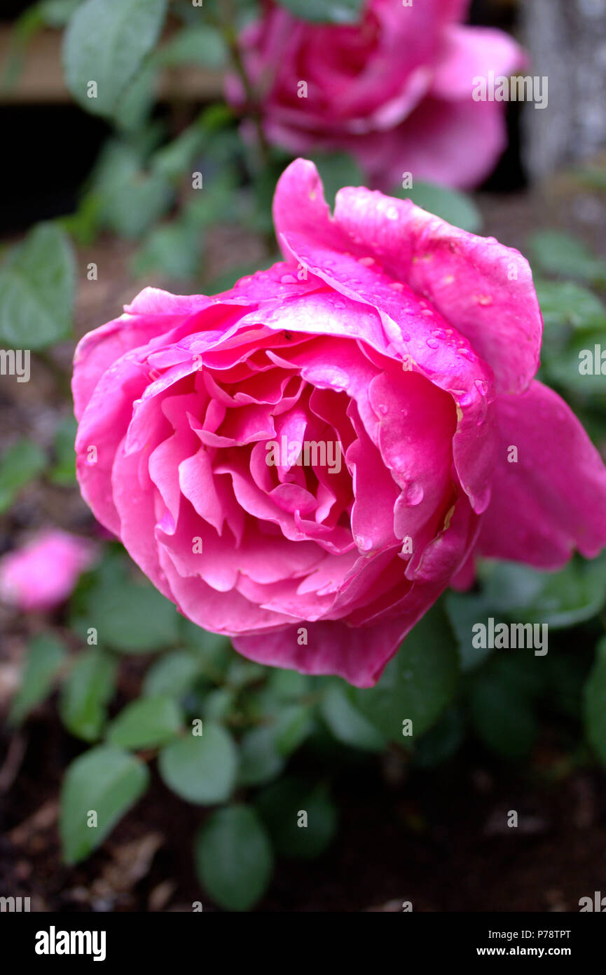 Raindrops on roses hires stock photography and images Alamy