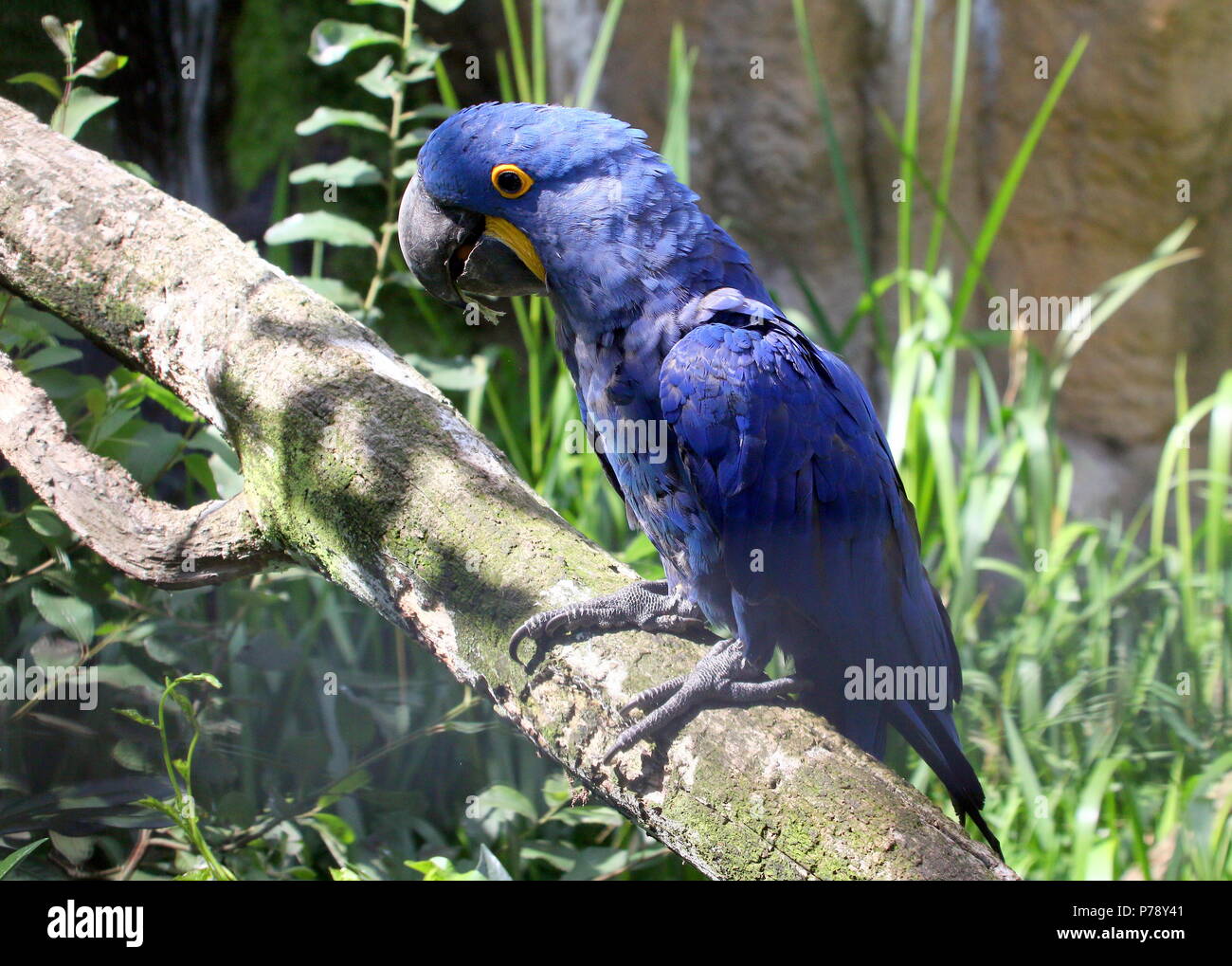 South American Hyacinth Macaw (Anodorhynchus hyacinthinus). in closeup. Stock Photo