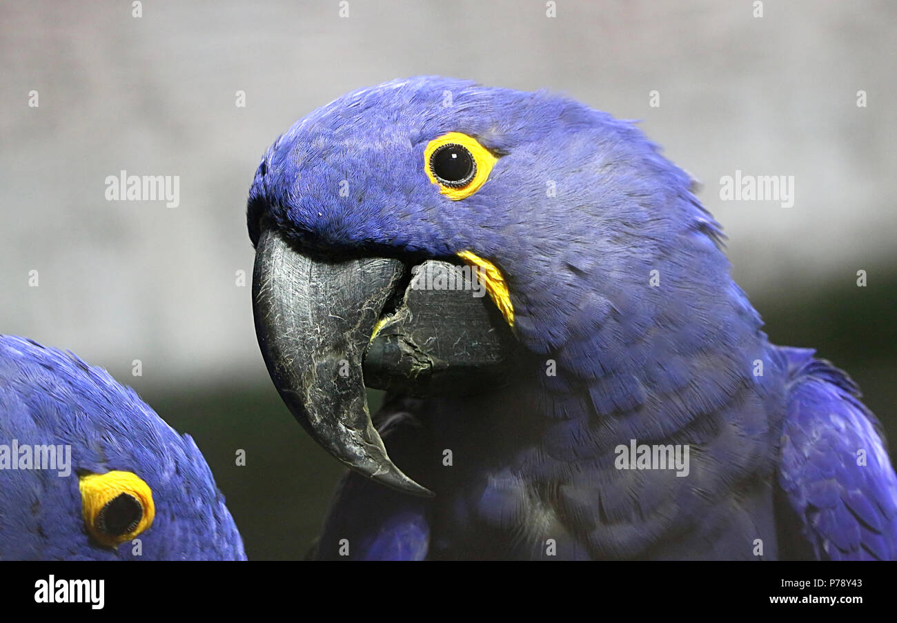Pair of South American Hyacinth Macaws (Anodorhynchus hyacinthinus). in closeup. Stock Photo