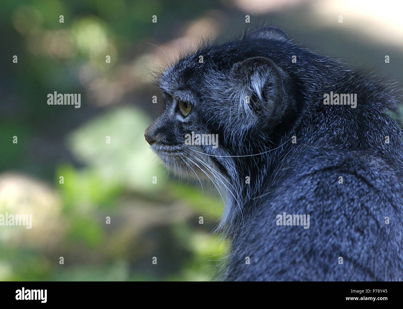 Central Asian Pallas's cat or manul cat (Otocolobus manul, Felis manul) in closeup Stock Photo