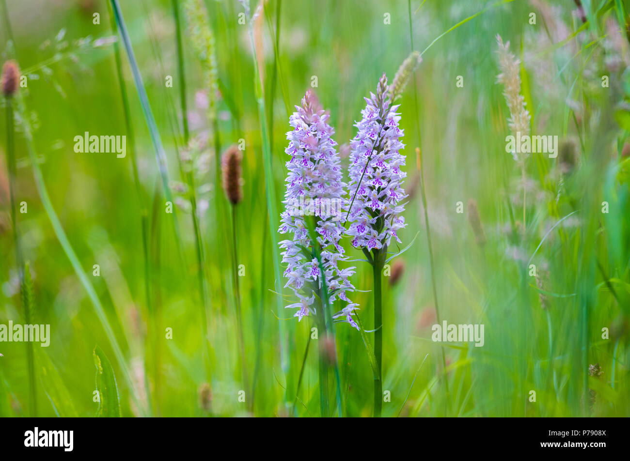Common Spotted Orchid Stock Photo