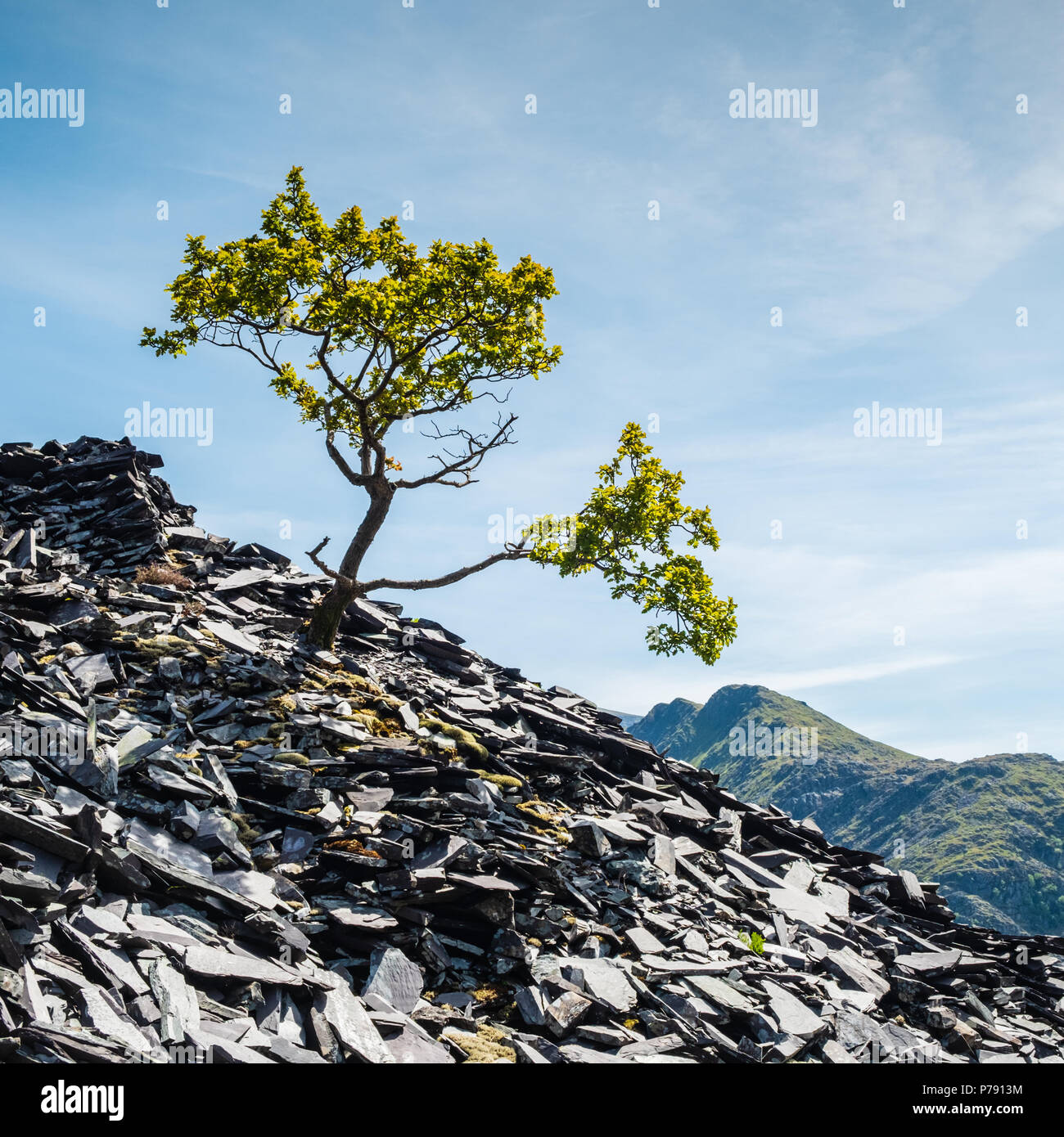 Isolated tree standing on a slope in an abandoned slate quarry at Dinorwic, Llanberis, with a backdrop of the Snowdonia mountain range and blue sky Stock Photo