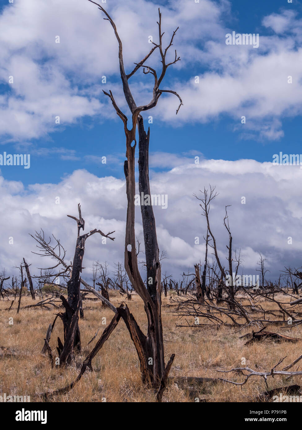 Burned trees, Long House Loop Trail, Mesa Verde National Park, Colorado. Stock Photo
