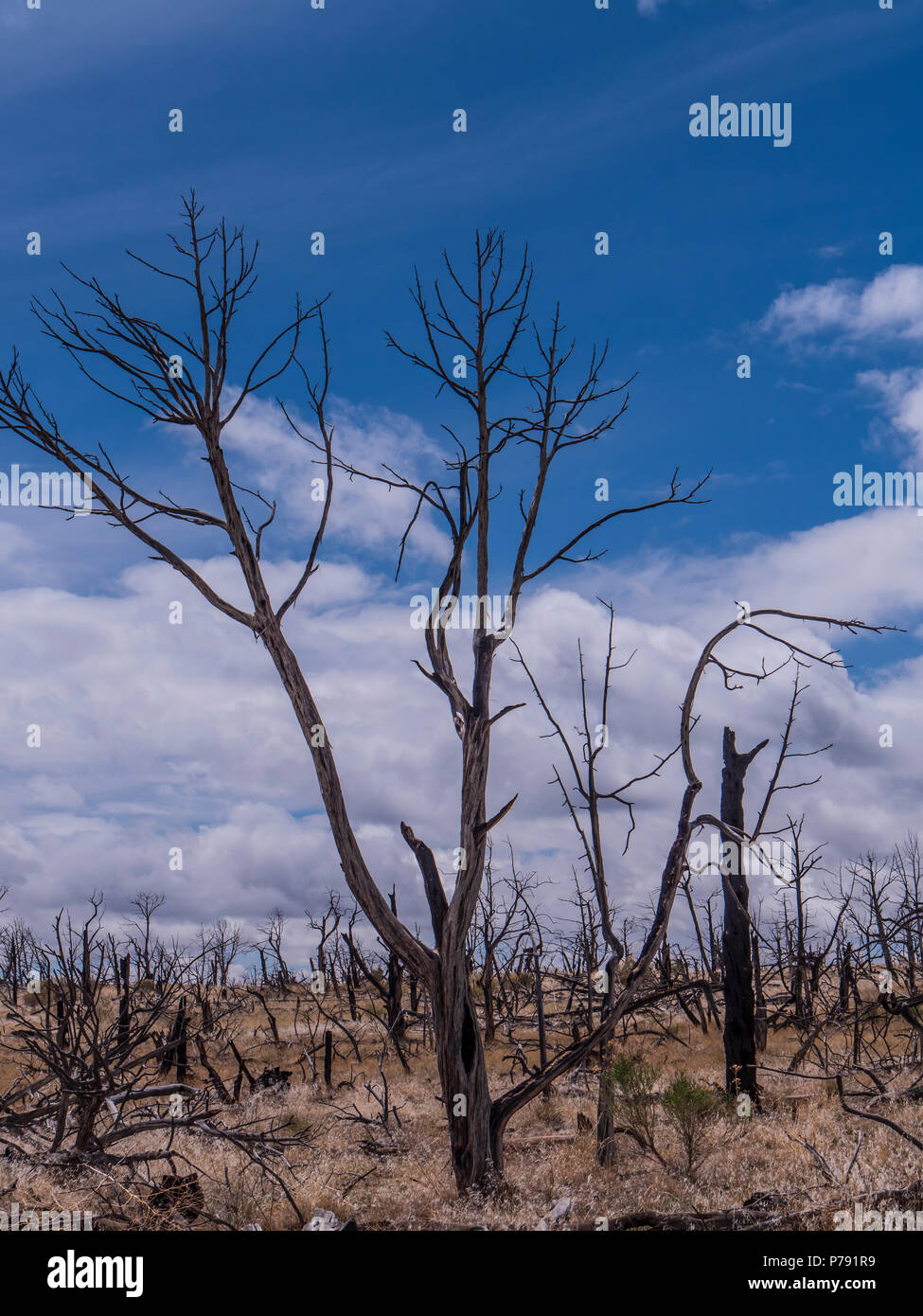 Burned trees, Long House Loop Trail, Mesa Verde National Park, Colorado. Stock Photo