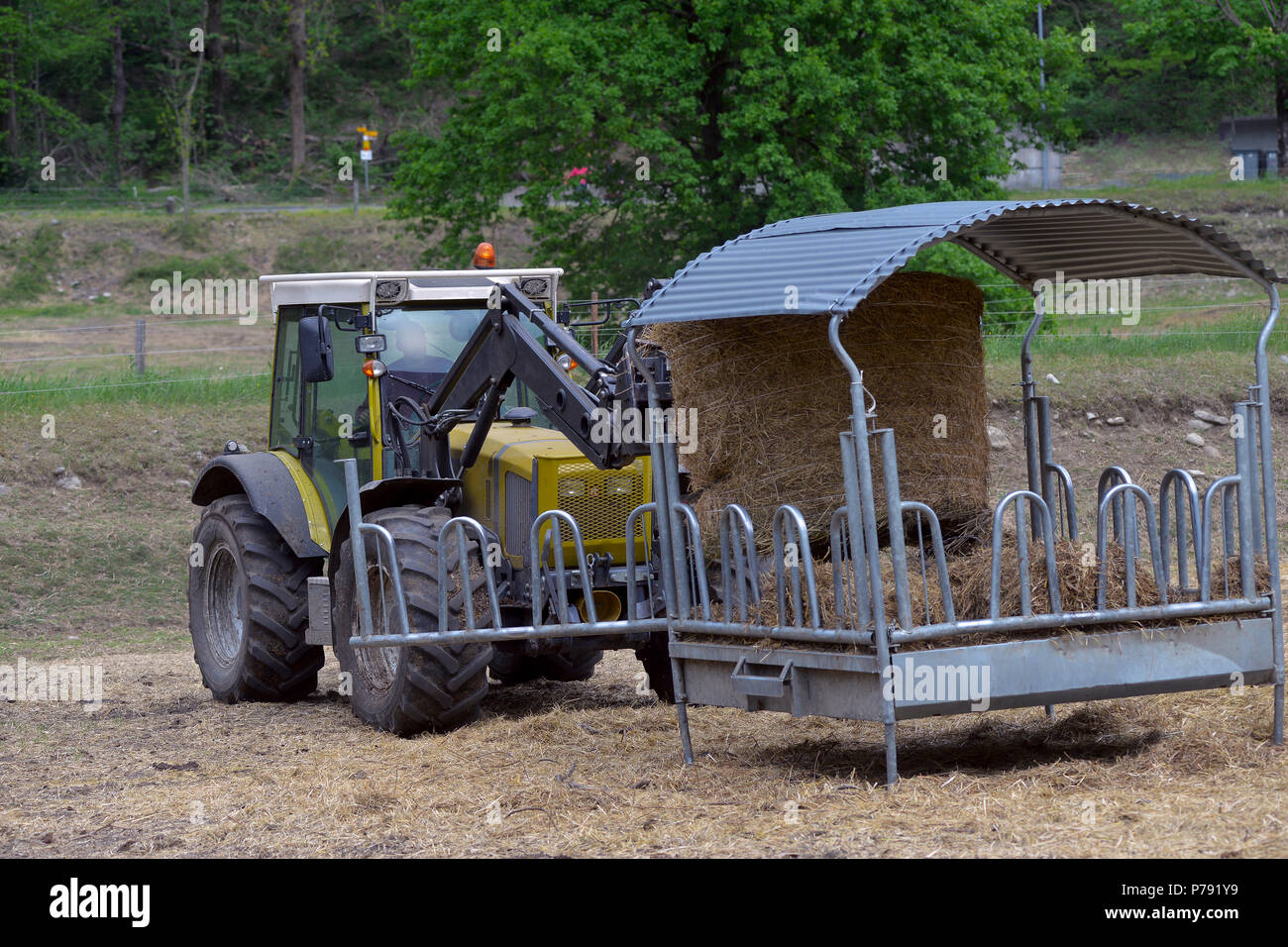 tractor driven hay feeder for cattle Stock Photo