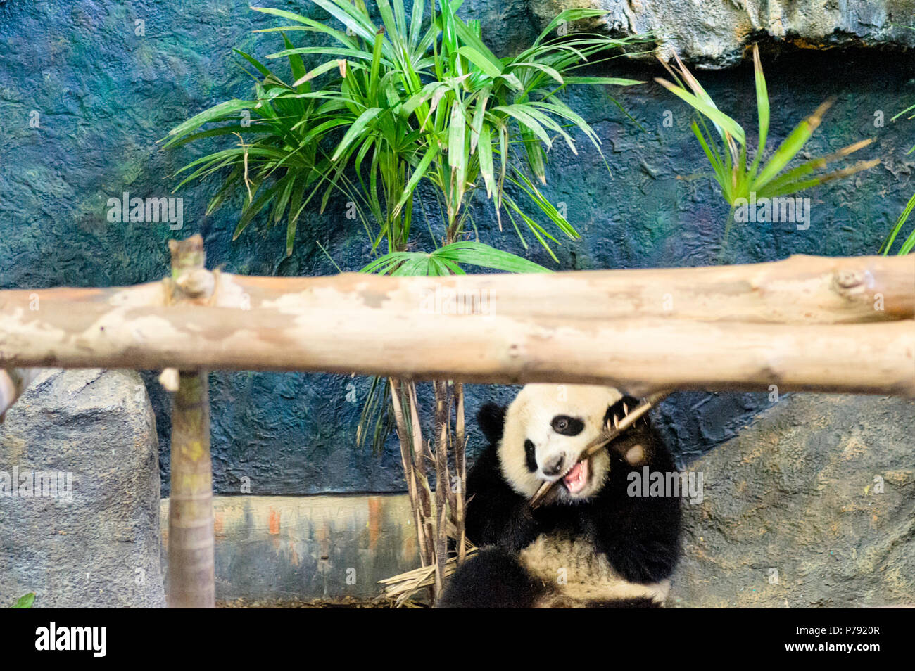 Chiang Mai, Thailand, Giant pandas Lin Hui and Chuang Chuang arrived at the zoo on 12 October 2003, on a 10 year loan. The contract was renewed in 201 Stock Photo