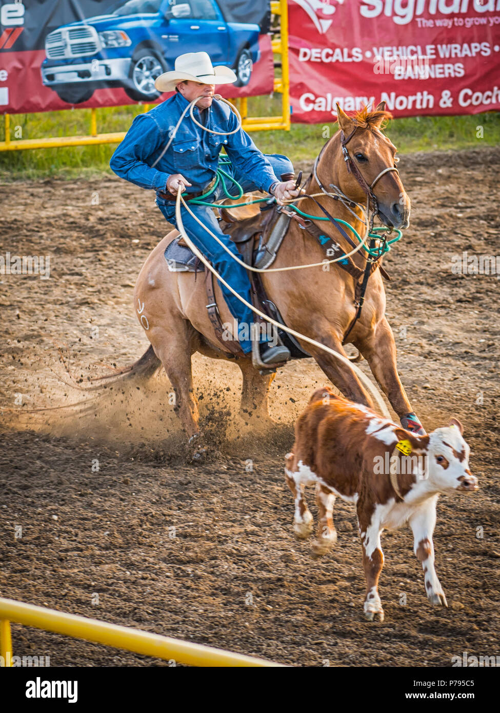 A cowboy ropes a calf during the tie down roping competition at the Airdrie Pro Rodeo. Stock Photo