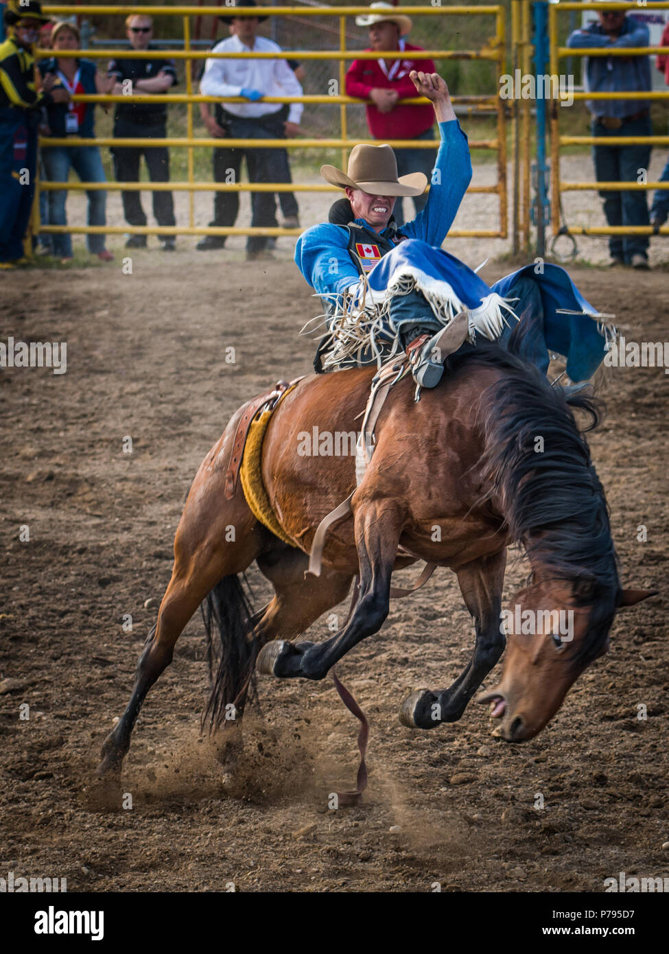 A cowboy rides a bucking bronco at the Airdrie Pro Rodeo during the bareback competition. Stock Photo