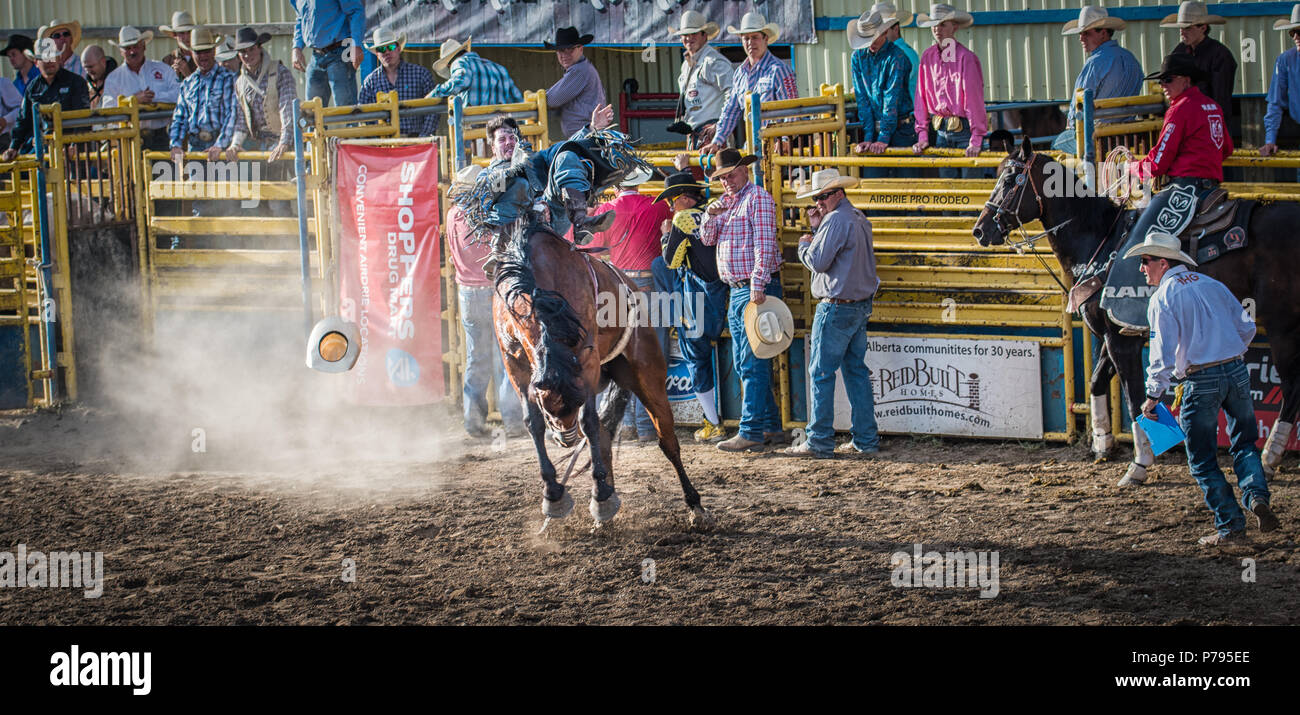 A cowboy rides a bucking bronco at the Airdrie Pro Rodeo. His cowboy hat went flying through the dust during his wild ride. Stock Photo
