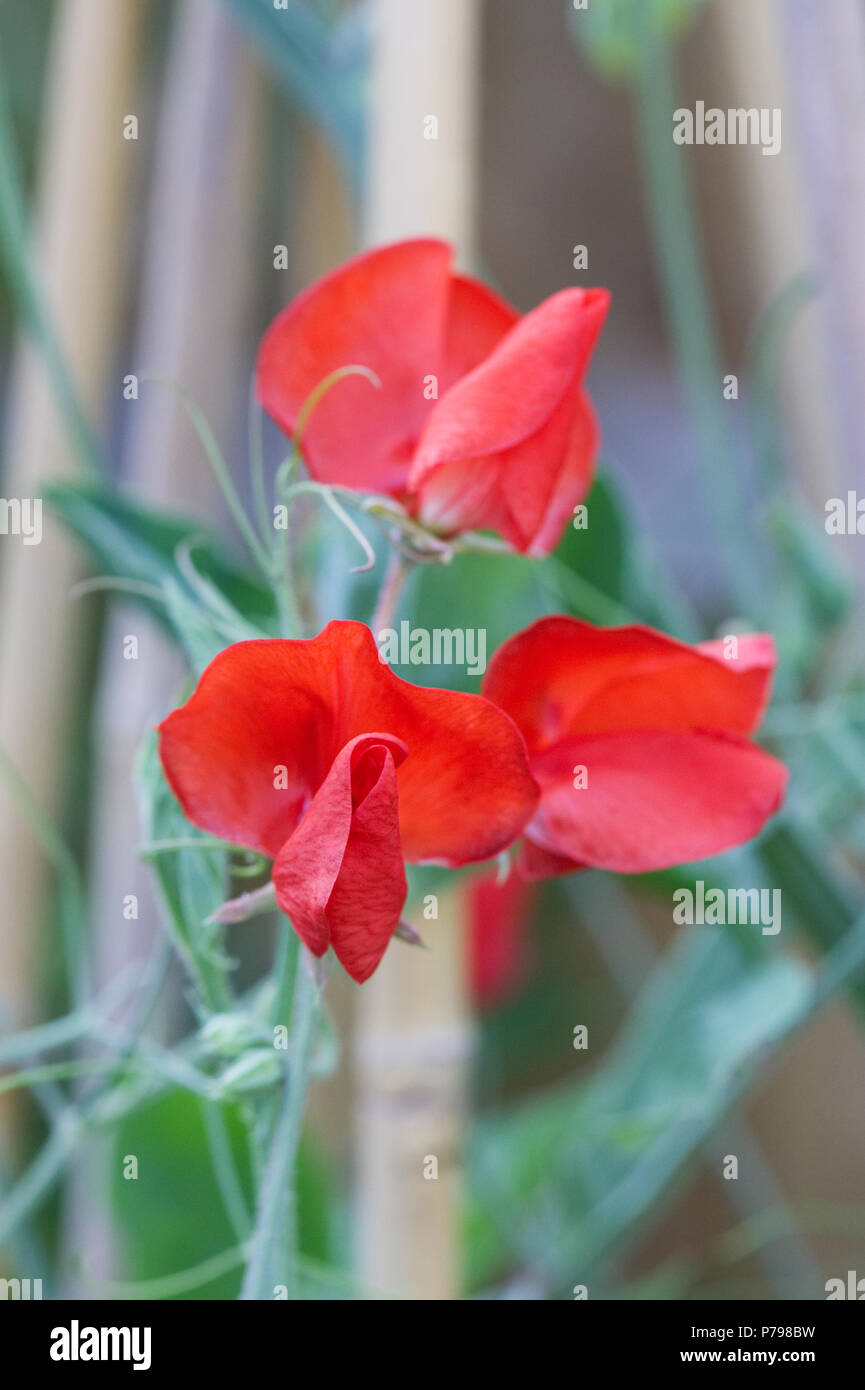 Lathyrus odoratus. Sweet pea 'Early Mammoth mixed' flowers growing in the garden. Stock Photo