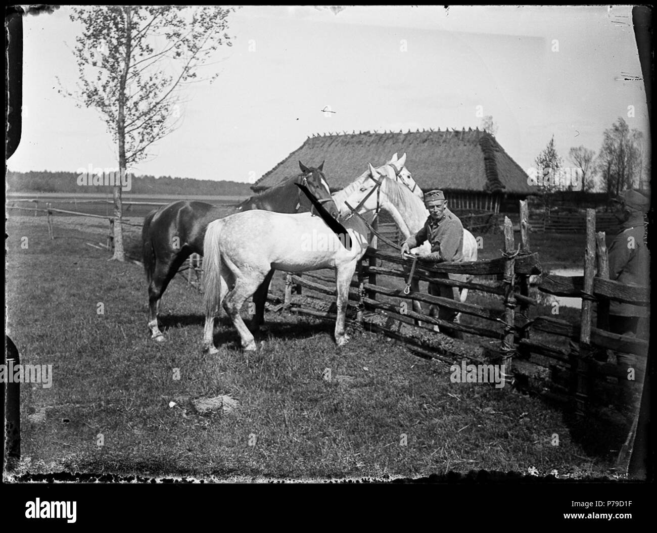37 Konie 2 pułku ułanów LP, Wołyń, 1916 Stock Photo