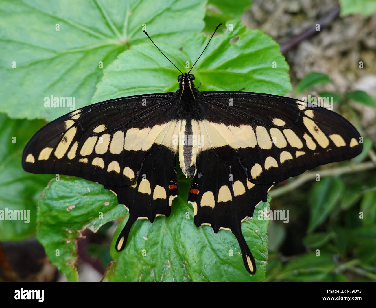 King swallowtail butterfly in its natural habitat Stock Photo - Alamy