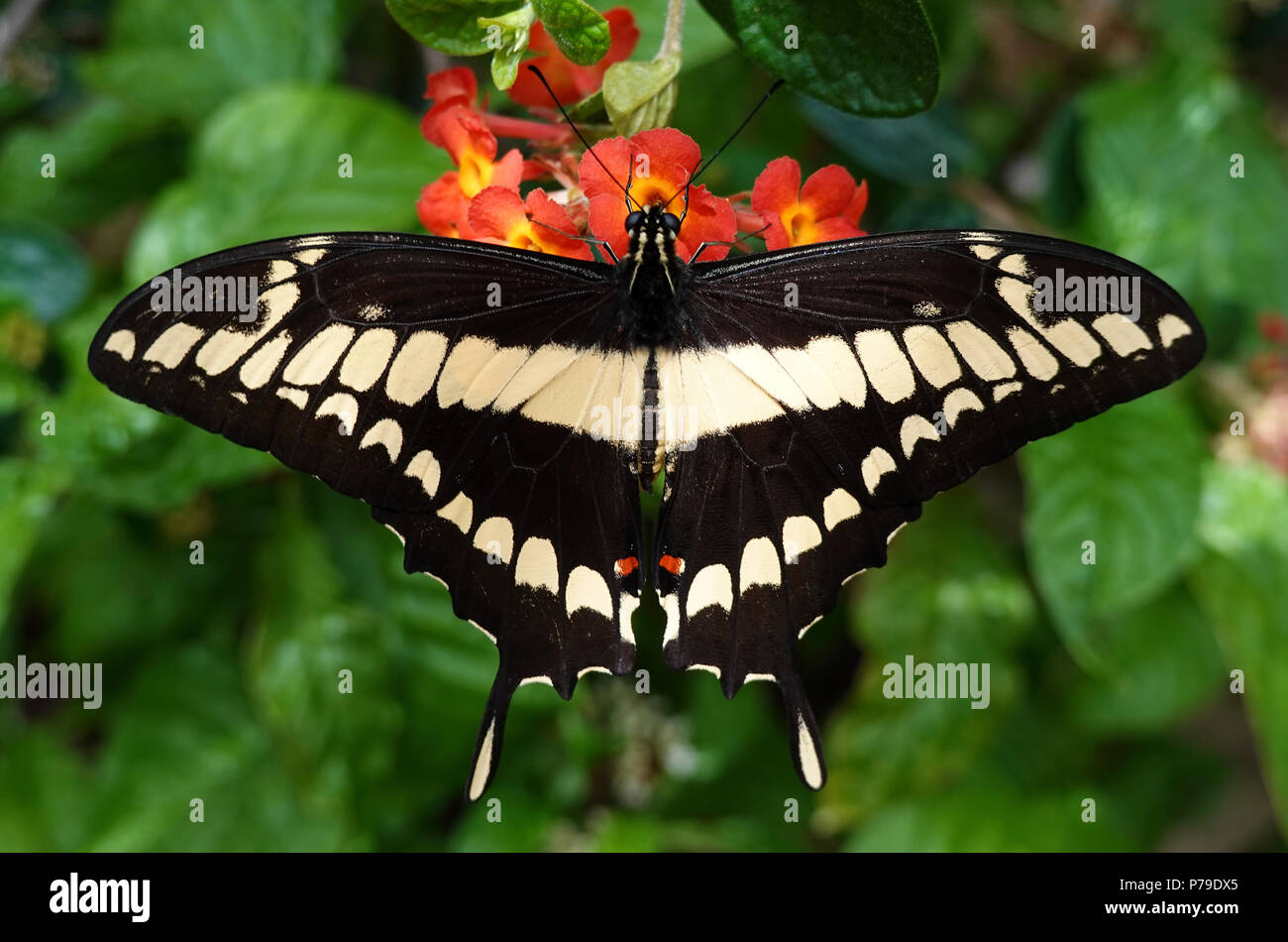 King swallowtail butterfly in its natural habitat Stock Photo - Alamy