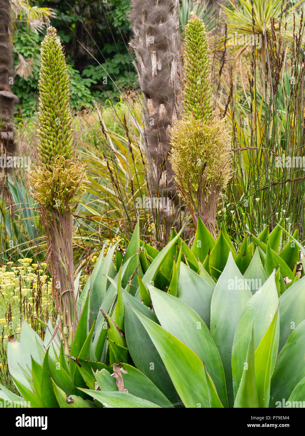 Fleshy, succulent rosettes and summer flowers spikes of Agave mitis var. mitis Stock Photo