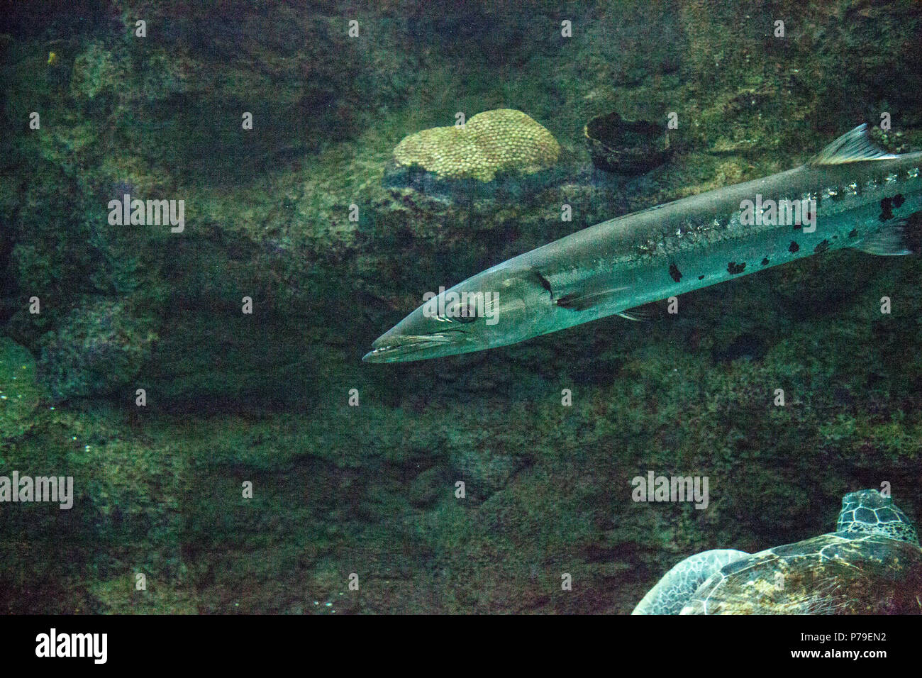 Giant Barracuda fish Sphyraena barracuda is a ray-finned fish found in subtropical oceans. Stock Photo