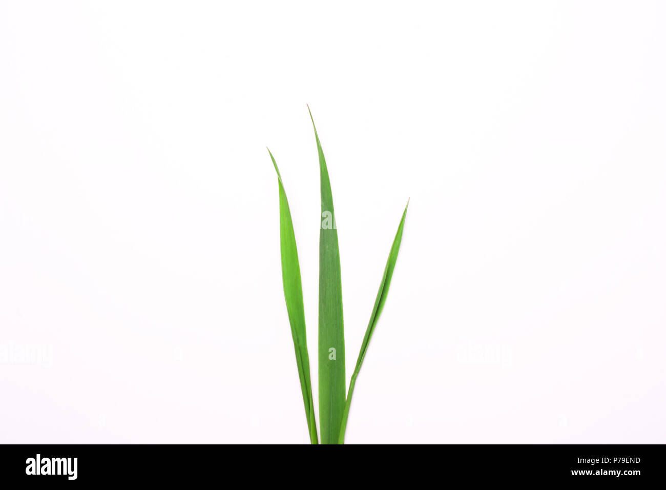 Three blades of grass on a white background. Minimal natural concept