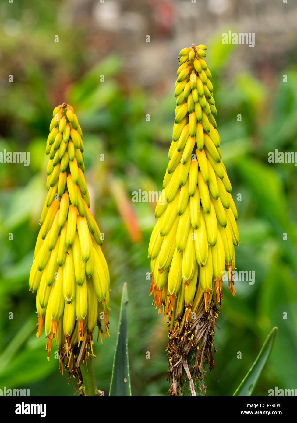 Summer spikes of yellow flowers of the half-hardy evergreen succulent, Aloiampelos striatula Stock Photo