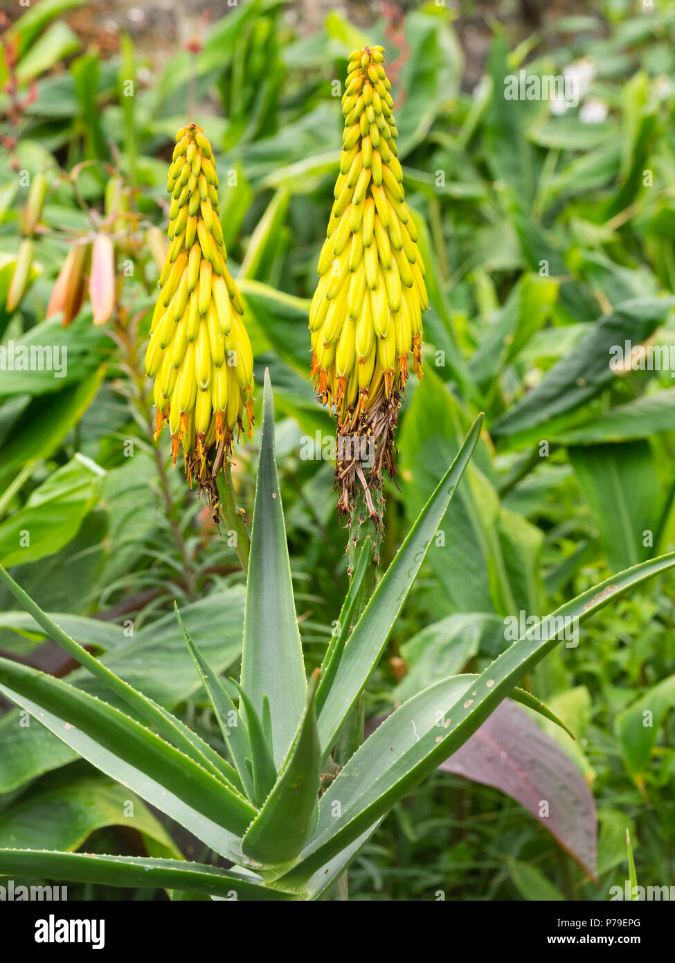 Summer spikes of yellow flowers of the halfhardy evergreen succulent