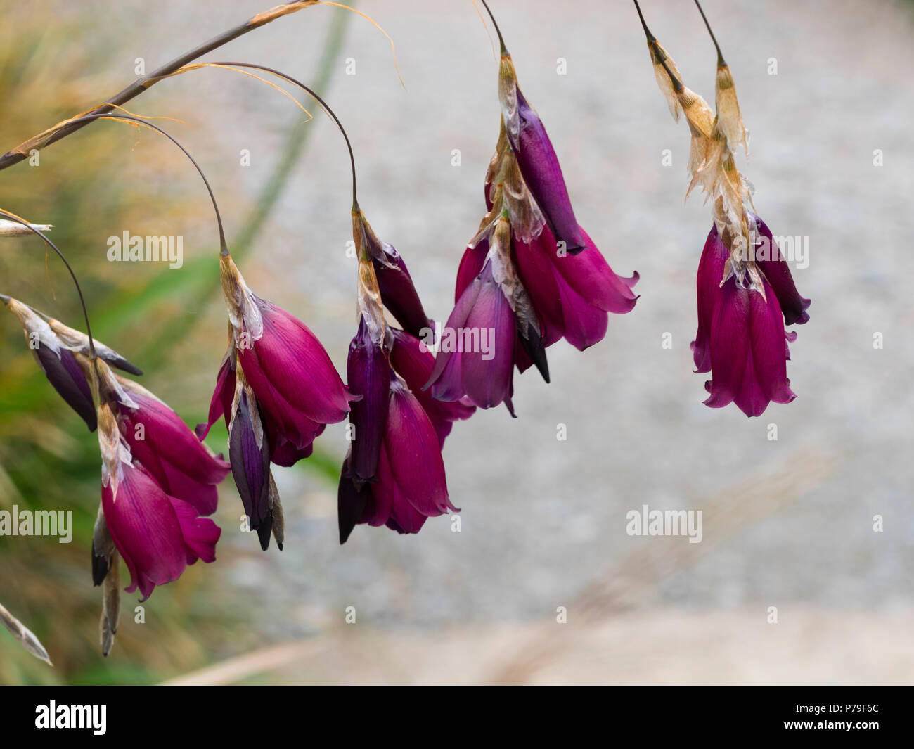 Pendant red purple bells of the summer flowering South African angel's fishing rod, Dierama pulcherrimum 'Blackbird' Stock Photo