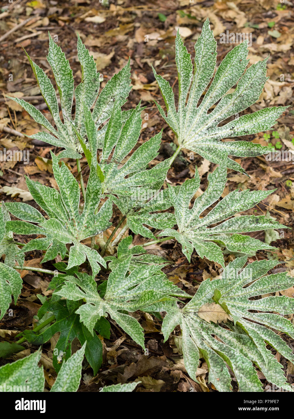 Large, white speckled, palmate leaves of the hardy evergreen shrub, Fatsia japonica 'Spider's Web' Stock Photo