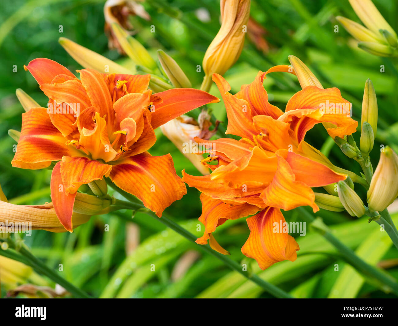 Double orange flowers of the hardy, summer flowering daylily, Hemerocallis fulva 'Kwanso Flore Pleno' Stock Photo