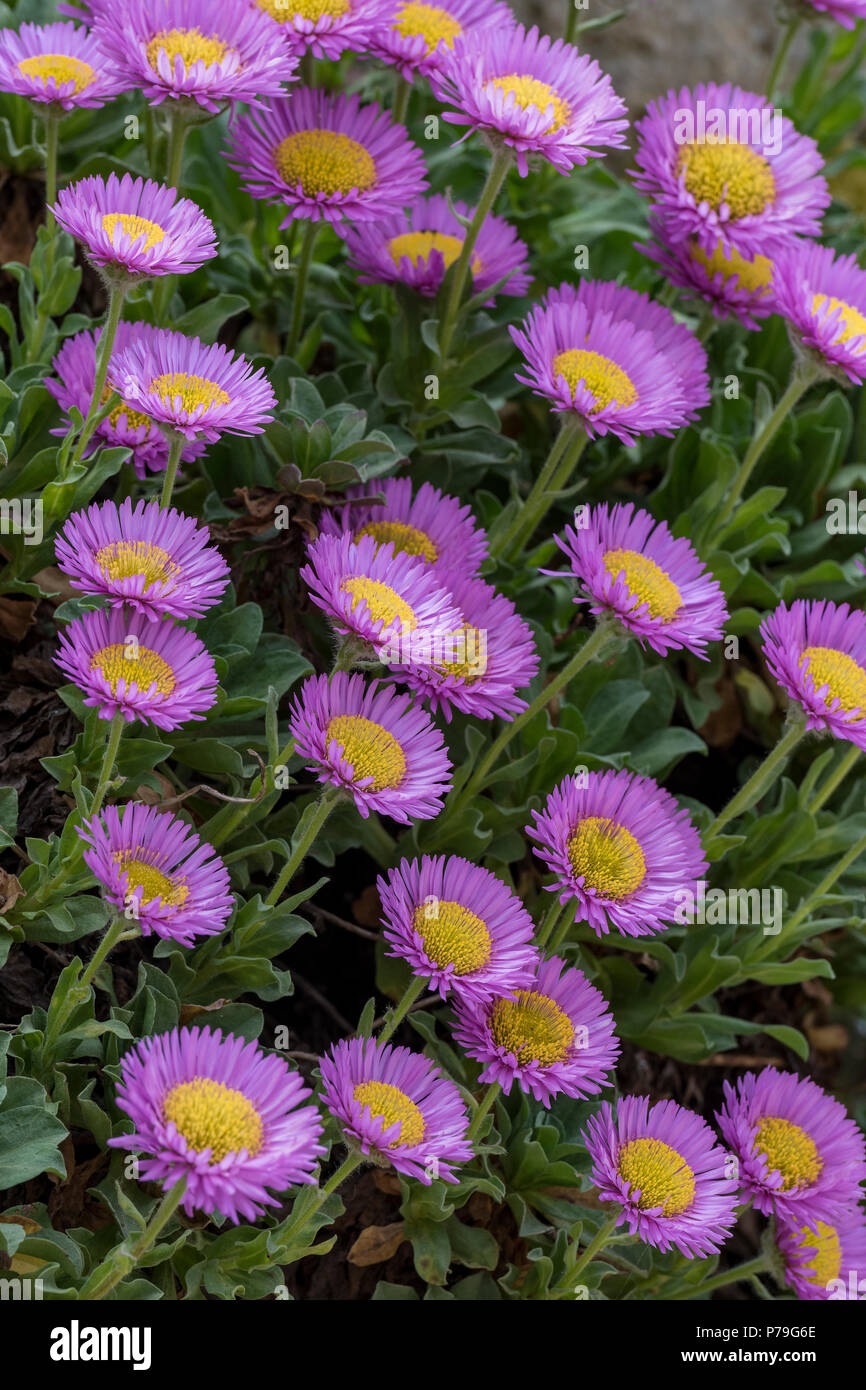 Ground Cover Daisies High Resolution Stock Photography and Images Alamy