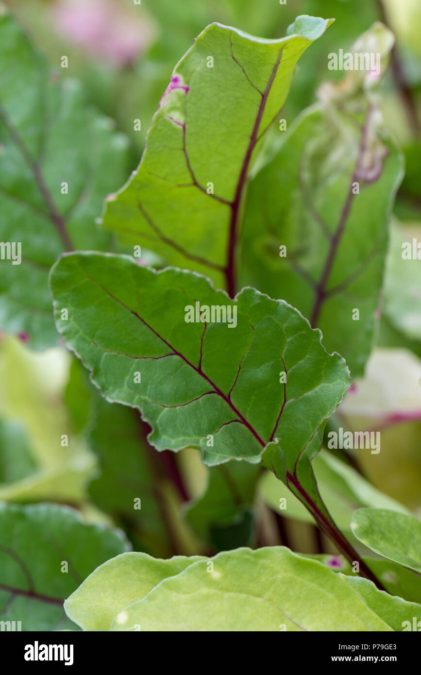 Beetroot shoots hires stock photography and images Alamy