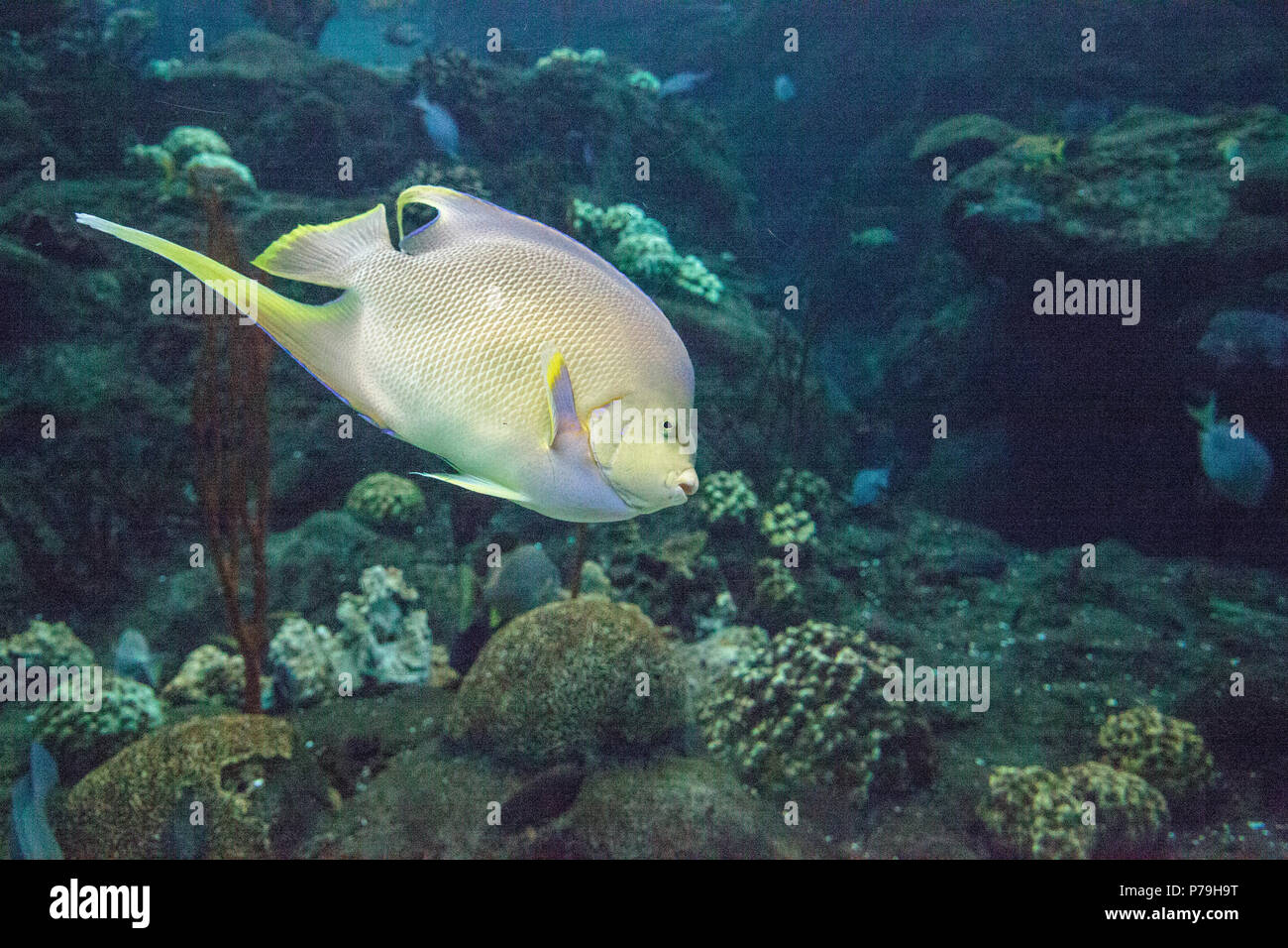 Bermuda blue angelfish Holacanthus bermudensis swims across a coral reef. Stock Photo