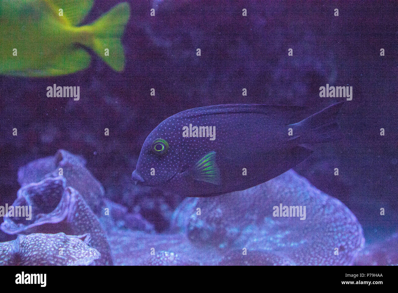 Black sailfin tang hi-res stock photography and images - Alamy